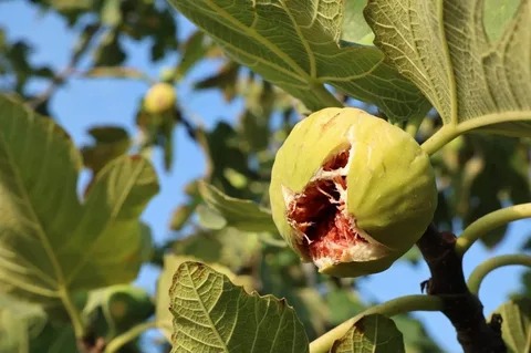 تصویر 4 از انجیر استهبان فارس با کیفیت ممتاز از باغ های برتر